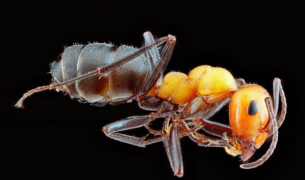 Ant Control service in Des Plaines, IL