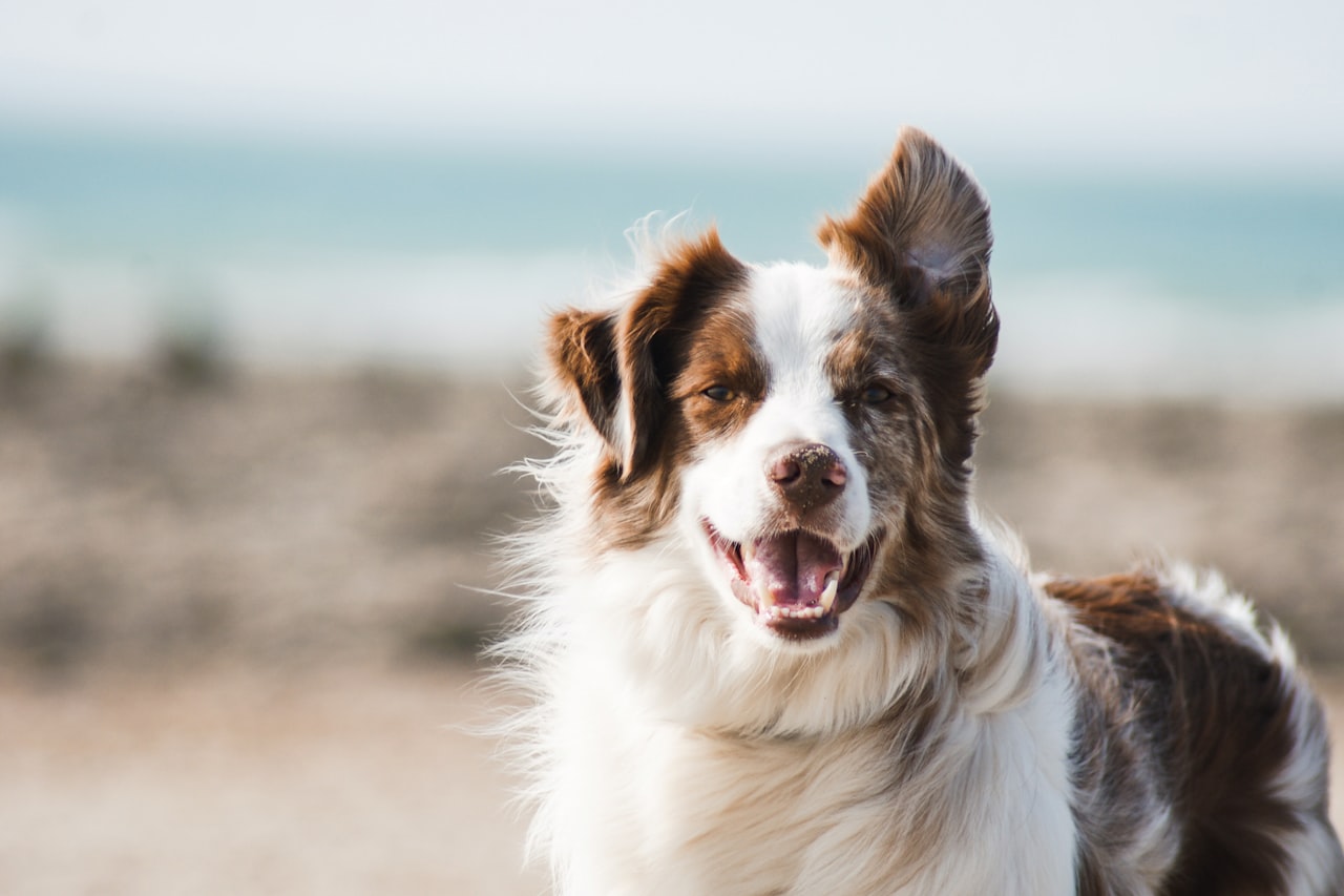 Flea & Tick Control service in Des Plaines, IL