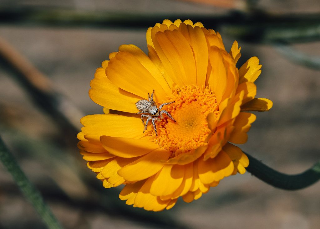 Spider Control service in Des Plaines, IL